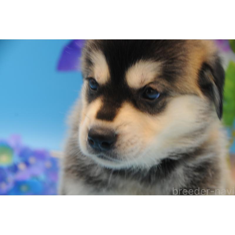 販売中の岡山県のミックス犬-399876の5枚目